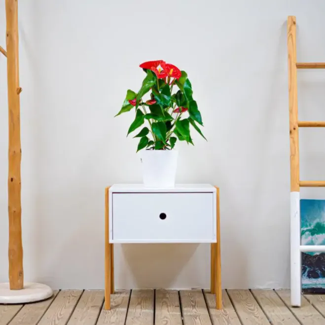 Compra Anthurium en Barcelona | Plantas de Interior