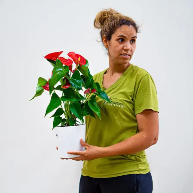 Compra Anthurium en Barcelona | Plantas de Interior