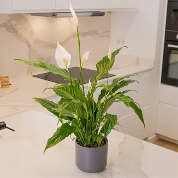 Comprar Spathiphyllum en Barcelona | Plantas de Interior