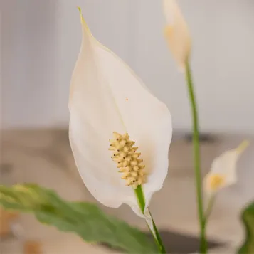 Comprar Spathiphyllum en Barcelona | Plantas de Interior