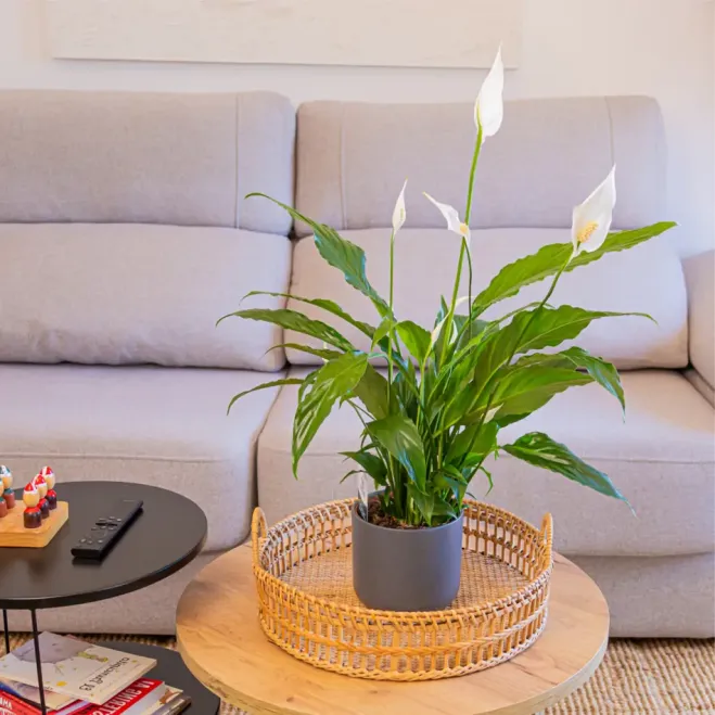 Compra Spathiphyllum a Barcelona | Planes d'Interior
