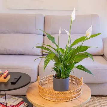 Comprar Spathiphyllum en Barcelona | Plantas de Interior