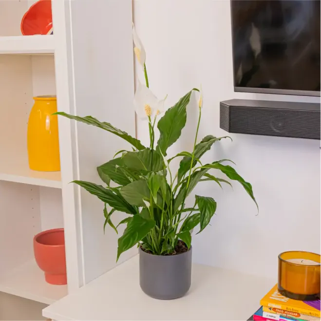 Compra Spathiphyllum a Barcelona | Planes d'Interior