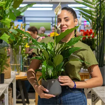Comprar Spathiphyllum en Barcelona | Plantas de Interior