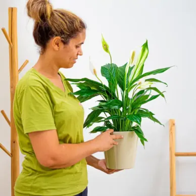 Comprar Spathiphyllum en Barcelona | Plantas de Interior 2