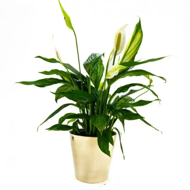 Comprar Spathiphyllum en Barcelona | Plantas de Interior