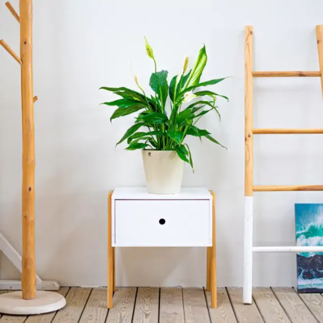 Comprar Spathiphyllum en Barcelona | Plantas de Interior