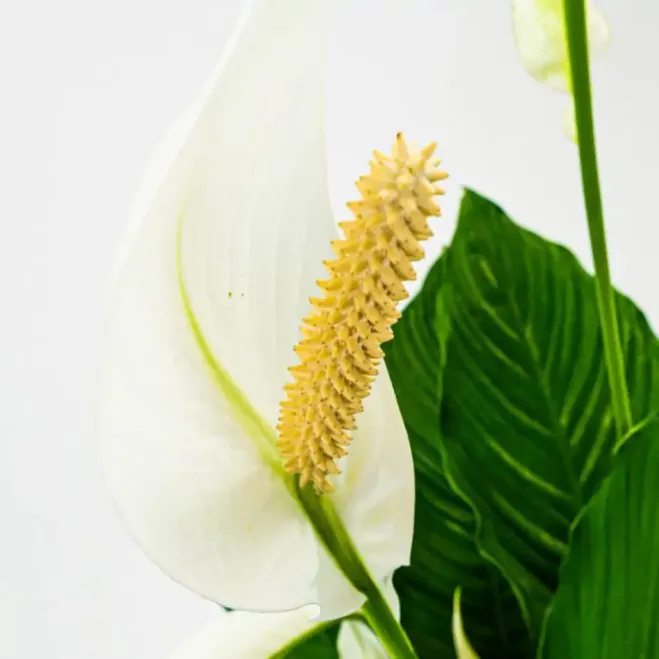 Comprar Spathiphyllum en Barcelona | Plantas de Interior
