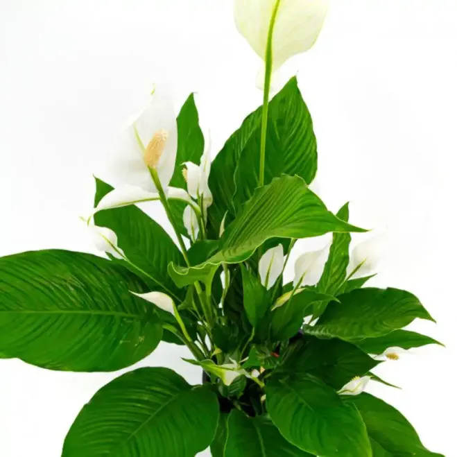 Comprar Spathiphyllum en Barcelona | Plantas de Interior