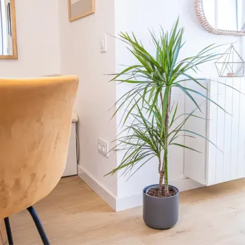 Compra Dracaena Marginatta a Barcelona | Plantes d'Interior