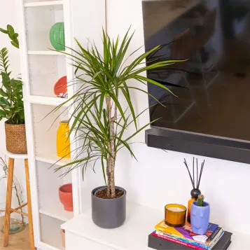 Compra Dracaena Marginatta a Barcelona | Plantes d'Interior