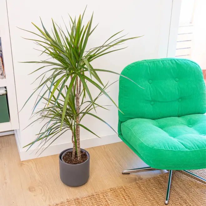 Comprar Dracaena Marginatta en Barcelona | Plantas de Interior