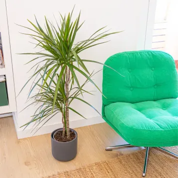 Compra Dracaena Marginatta a Barcelona | Plantes d'Interior