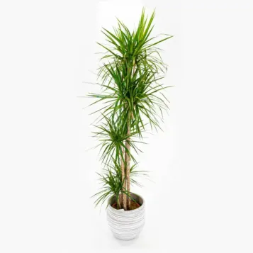 Comprar Dracaena Marginatta en Barcelona | Plantas de Interior