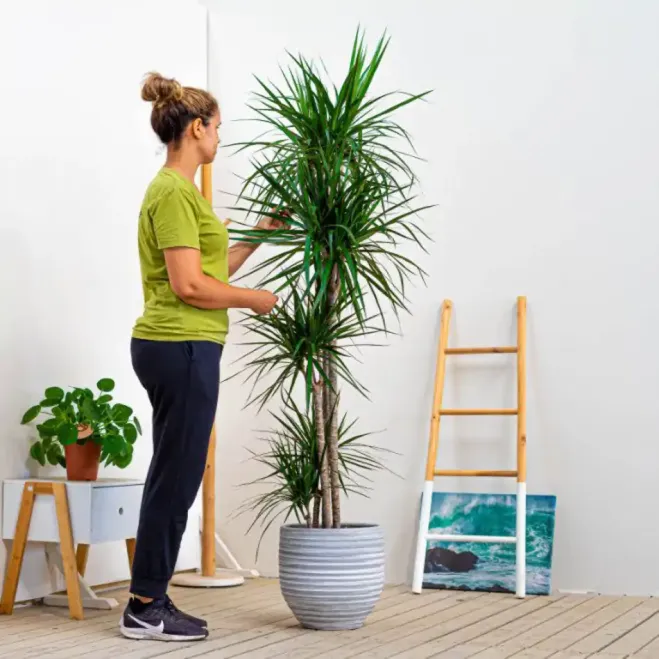 Comprar Dracaena Marginatta en Barcelona | Plantas de Interior