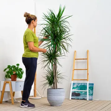 Comprar Dracaena Marginatta en Barcelona | Plantas de Interior