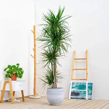 Comprar Dracaena Marginatta en Barcelona | Plantas de Interior