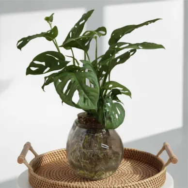 Comprar Andsansonii aquàtic a Barcelona | Plantes d'Interior