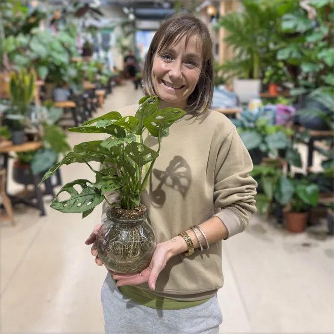 Comprar Andsansonii acuático en Barcelona | Plantas de Interior