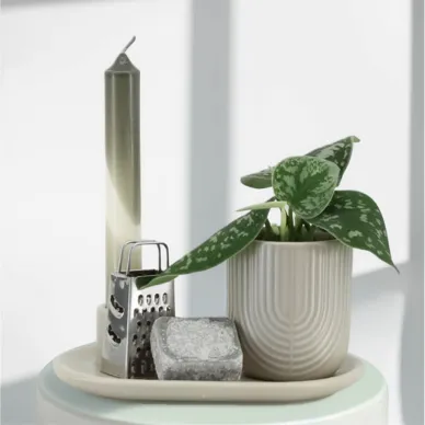 Compra Capsa regal amb planta i essències aromàtiques a Barcelona | Plantes d'Interior 2