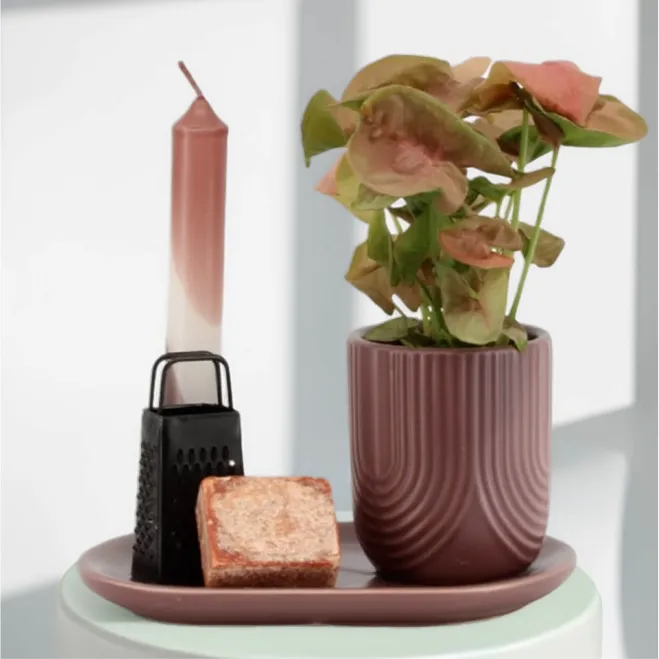 Compra Capsa regal amb planta i essències aromàtiques a Barcelona | Plantes d'Interior