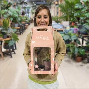 Comprar Caja regalo con Planta y Esencias aromáticas en Barcelona | Plantas de Interior