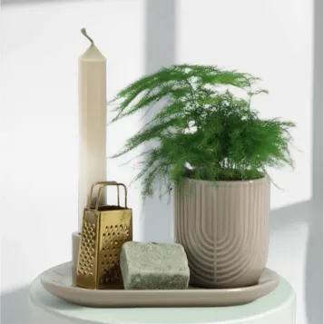 Comprar Caja regalo con Planta y Esencias aromáticas en Barcelona | Plantas de Interior