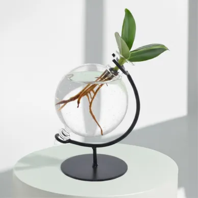 Compra Clúsia Aquàtica a Barcelona | Plantes d'Interior