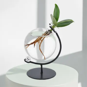 Comprar Clúsica Acuática en Barcelona | Plantas de Interior