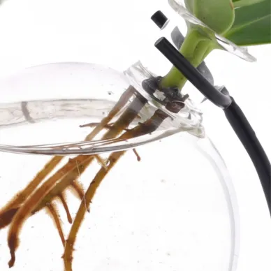 Comprar Clúsica Acuática en Barcelona | Plantas de Interior 2