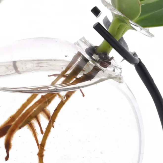 Compra Clúsia Aquàtica a Barcelona | Plantes d'Interior