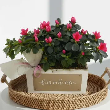 Comprar Composició d’azalees a Barcelona | Plantes d'Interior