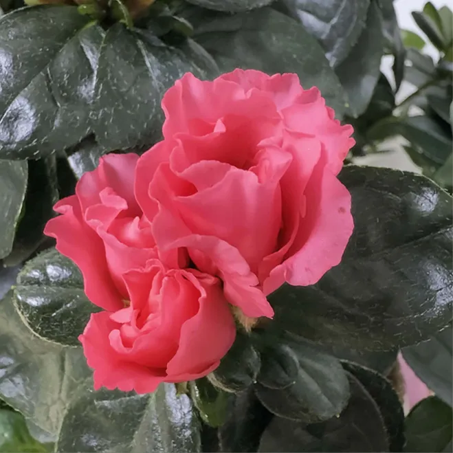 Comprar Composición de Azaleas en Barcelona | Plantas de Interior