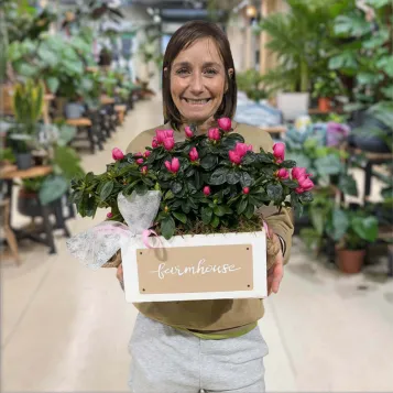 Comprar Composició d’azalees a Barcelona | Plantes d'Interior