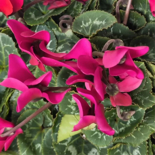 Comprar Composición de Ciclámenes en Barcelona | Grupos de Plantas