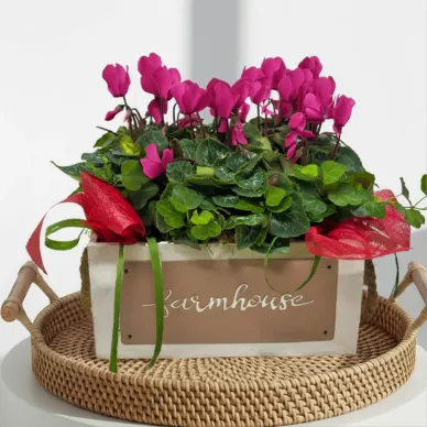 Comprar Composición de Ciclámenes en Barcelona | Grupos de Plantas