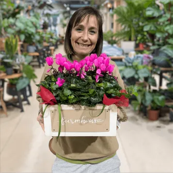 Compra Composició de Ciclàmens a Barcelona | Grups de Plantes