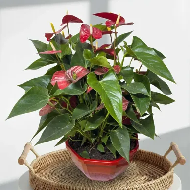 Comprar Composición de planta de anthurium en tarrina en Barcelona | Plantas de Interior