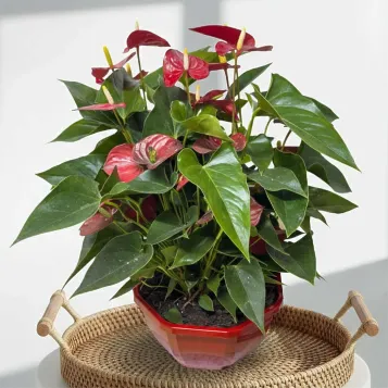 Comprar Composición de planta de anthurium en tarrina en Barcelona | Plantas de Interior