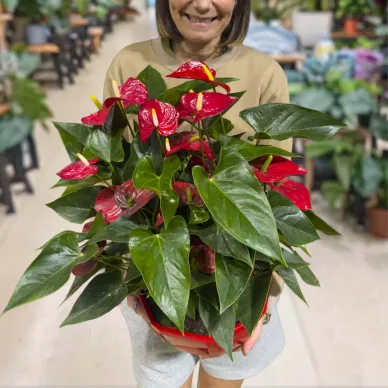 Compra Composició de planta d'anthurium en tarrina a Barcelona | Plantes d'Interior 2
