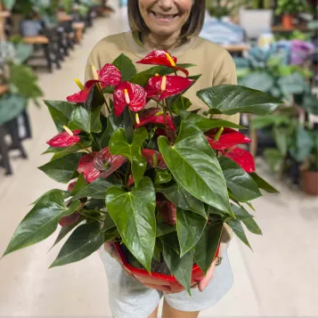 Comprar Composición de planta de anthurium en tarrina en Barcelona | Plantas de Interior