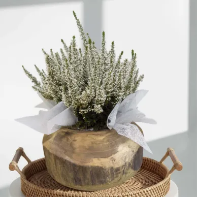 Compra Composició Rústica de Callunes a Barcelona | Grups de Plantes 2