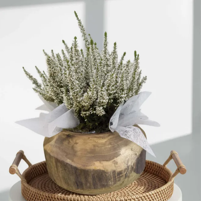 Compra Composició Rústica de Callunes a Barcelona | Grups de Plantes