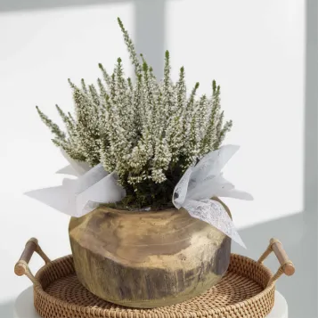 Comprar Composición Rústica de Callunas en Barcelona | Grupos de Plantas