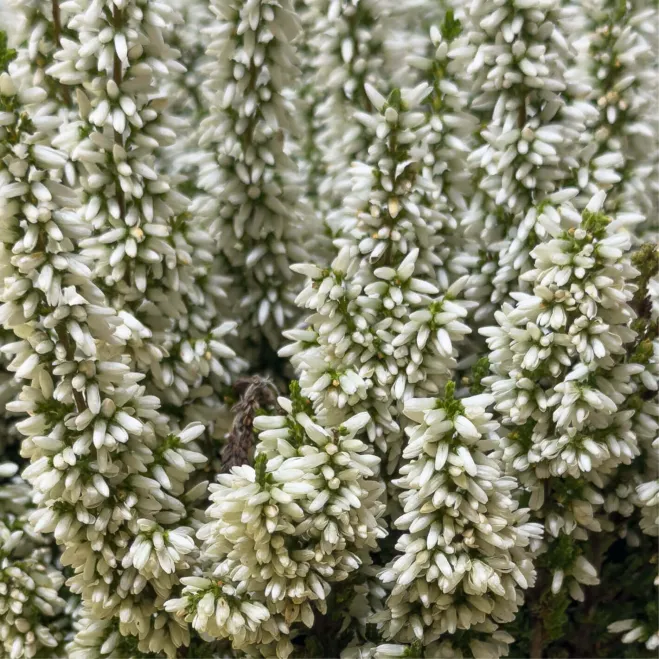 Compra Composició Rústica de Callunes a Barcelona | Grups de Plantes