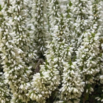 Compra Composició Rústica de Callunes a Barcelona | Grups de Plantes