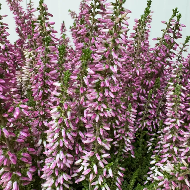 Compra Composició Rústica d'Èriques amb base de fusta a Barcelona | Grups de Plantes