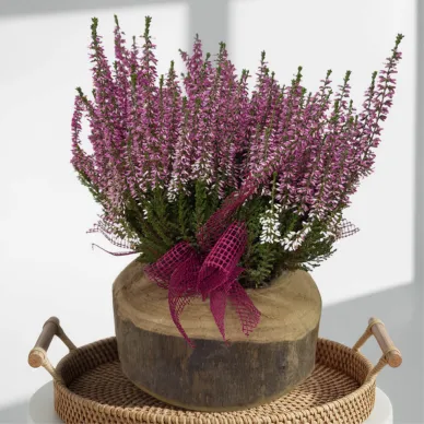 Compra Composició Rústica d'Èriques amb base de fusta a Barcelona | Grups de Plantes