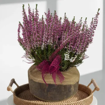 Compra Composició Rústica d'Èriques amb base de fusta a Barcelona | Grups de Plantes