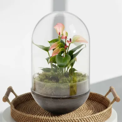 Compra Cúpula de Vidre amb ANthurium a Barcelona | Plantes d'Interior